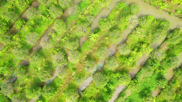 An aerial view over banana and durian plantations