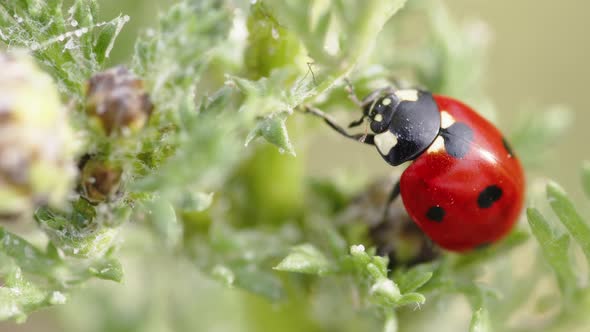 Red Ladybug on a Green Plant in Summer