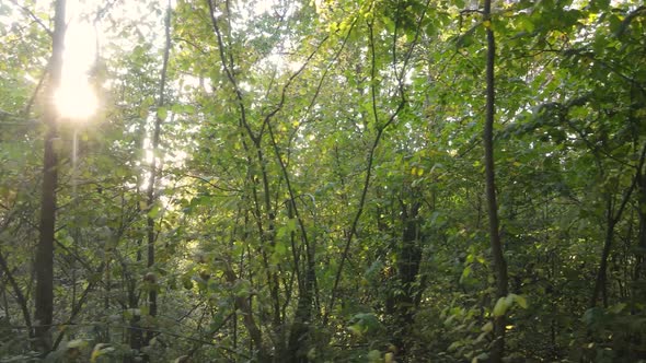 Trees in the Forest on an Autumn Day