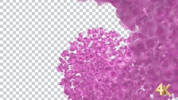 Pink Roses Wedding Transition alt