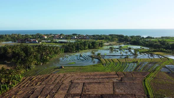 Fly Above Rice Terrace in Bali Indonesia