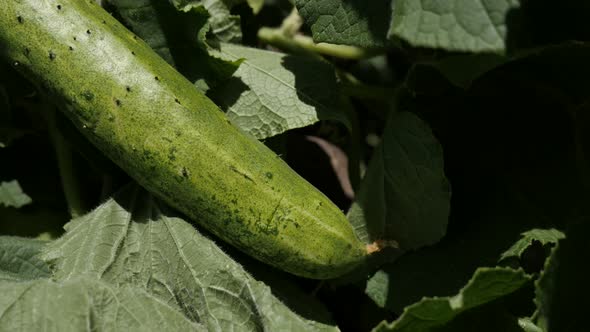 Cucumber vegetable plant vines 4K 2160p 30fps UltraHD  footage - Vines of gourd family Cucurbitacea 