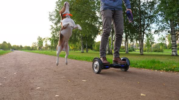 Man ride self-balancing electric board, dog run and jump near, catch snack