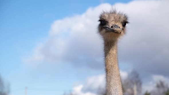 Ostrich Birds on Ostrich Farm Countryside on a Blue Sky Background