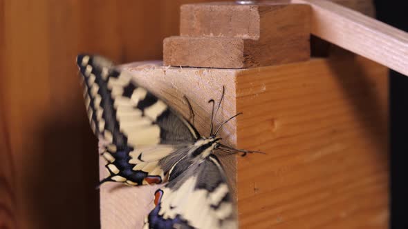 Papilio machaon, the Old World swallowtail butterfly wild fluttering on wood