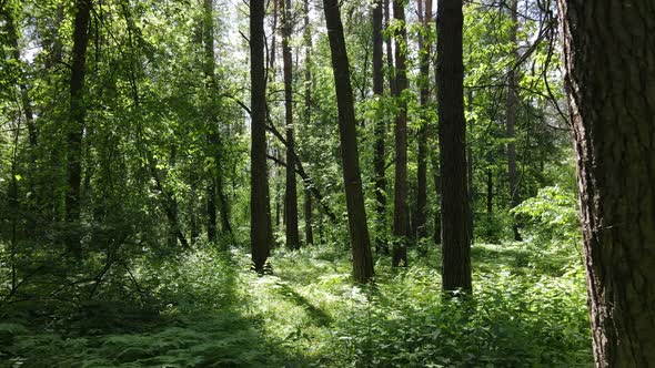 Beautiful Green Forest on a Summer Day Slow Motion