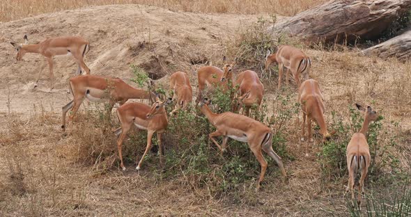 Impala, aepyceros melampus, Group of Female eating Bush, Masai Mara Park in Kenya, Real Time 4K