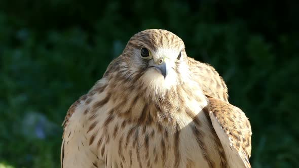 Gyrfalcon Screams