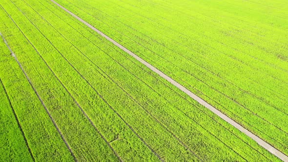 4K Aerial Wide view of Beautiful green rice fields in the rural of Thailand