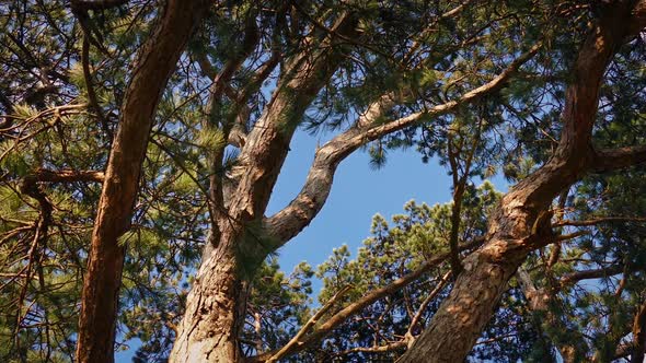 Trees in Strong Wind on Sunny Day