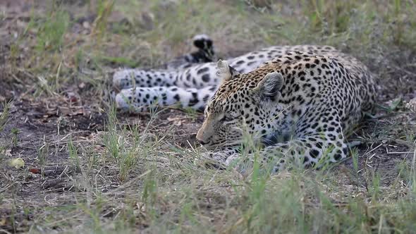 African Leopard looks up from a nap in the Okavango Delta in Botswana