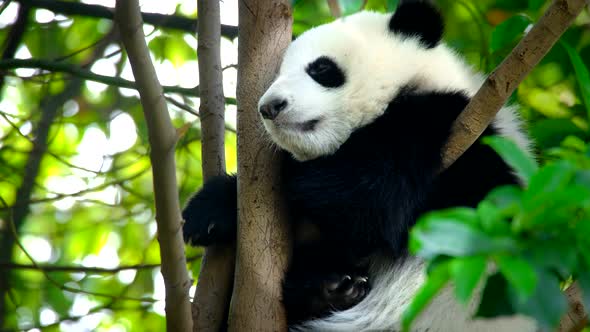 Giant Panda Bear Cub on a Tree