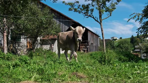 Domestic Bull Grazes in Backyard on Green Meadow By Blue Sky Ecological Place