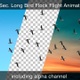 Bird Flock With Alpha Channel - VideoHive Item for Sale