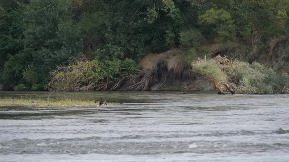 Two Cormorants In The River