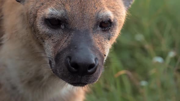 Close Portrait of Hyena Face