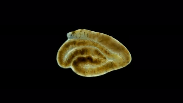 Oligochaeta worm under a microscope, Clitellata Class, Annelida Phylum 