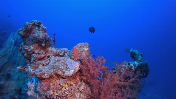 Tropical Coral Reef Seascape Clownfish