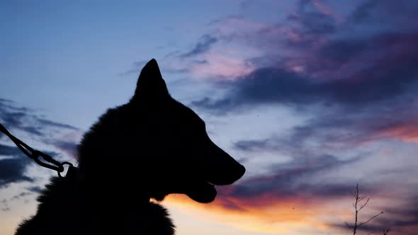 Silhouette of Dog at sunset