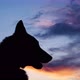 Silhouette of Dog at sunset - VideoHive Item for Sale