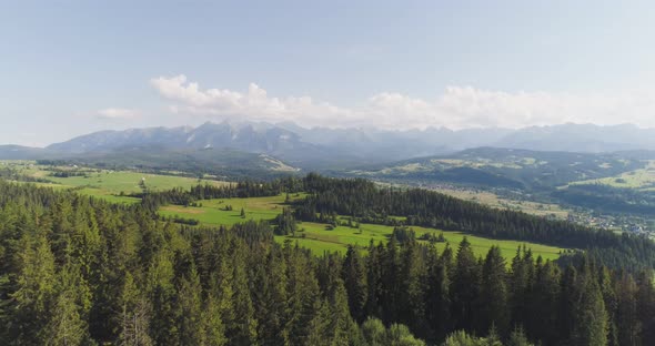 Flying Over the Beautiful Forest Trees