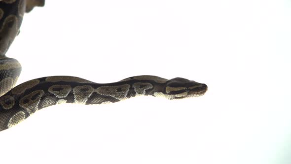 Royal Python or Python Regius Isolated in Studio Against a White Background. Close Up