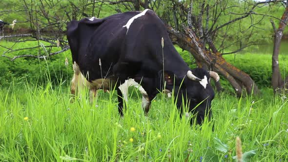 cow eats grass