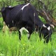 cow eats grass - VideoHive Item for Sale