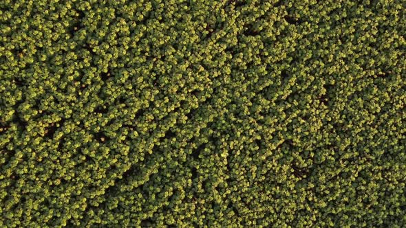 Large Heads of Ripening Sunflowers Top View of a Seed Plantation for Oil