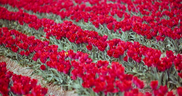 Blooming Red Tulips on Flowers Plantation Farm