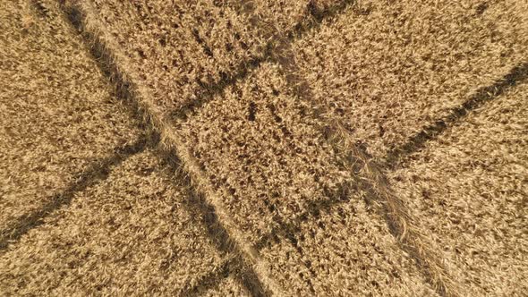 Aerial View of a Wheat Field