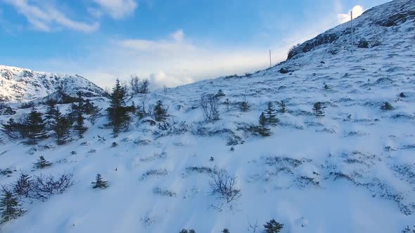 The fir trees on the slope of the Lofoten islands