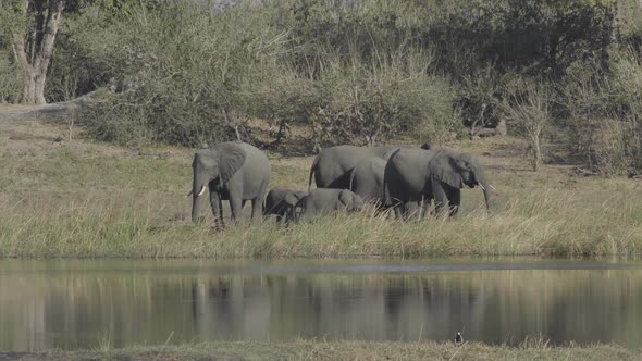 Elephants With Babies