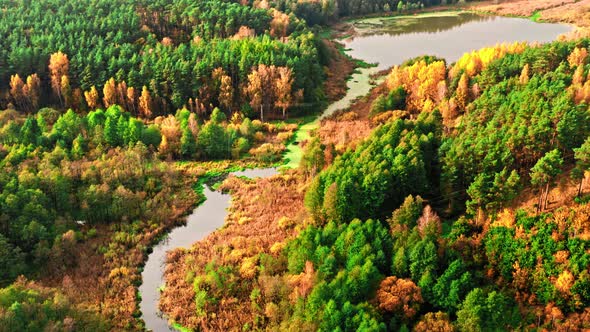 River and colorful forest in autumn, nature in Poland