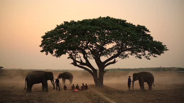 Silhouette of mahout riding elephants in the rice filed near tree and farmer working in the field.