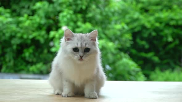 Cute Persian Cat Sitting And Looking On Wood Table