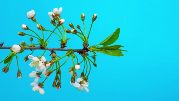 Timelapse of Blooming Cherry Twig with Opening Buds of Flowers and Green Leaves on Blue Background