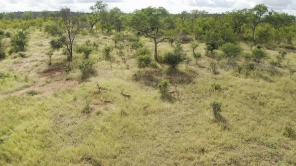 Aerial View of Antelopes in the savana Balule Reserve, Maruleng NU South Africa. alt