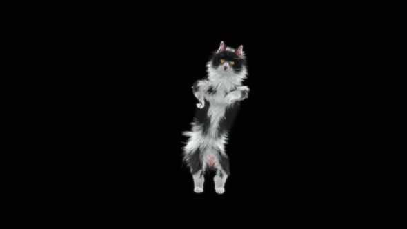 Cat Dancing HD