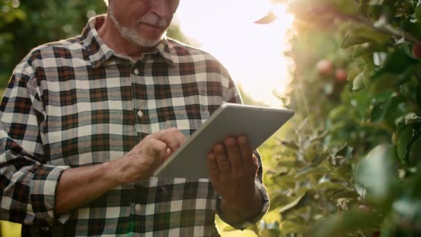 Handheld view of modern farmer checking some data from tablet