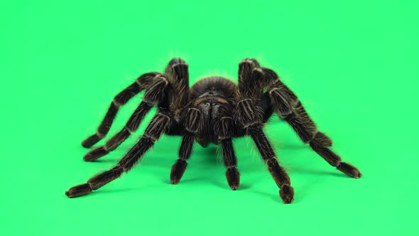 Spider Tarantula in Threatening Position Isolated at Green Screen. Closeup