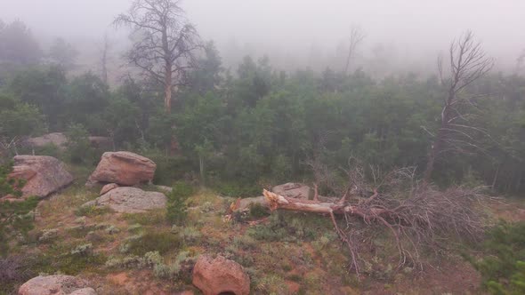 Navigating though a mysterious and spooky forest in the mist.