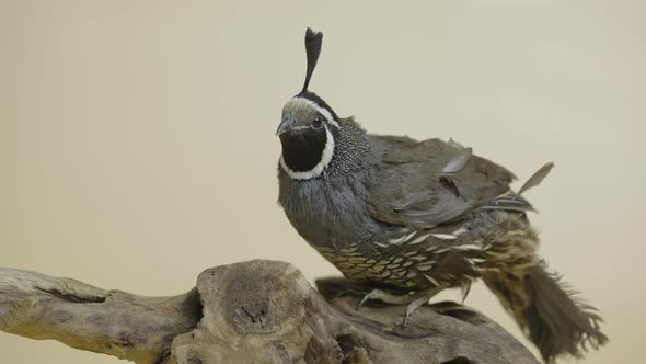 California Crested Quail Sitting on a Wooden Branch in the Studio on a Beige Background