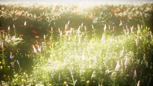 Wild Flowers in the Field alt