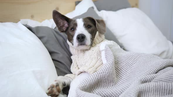 Funny Dog Lying In Bed Like Human Having Rest