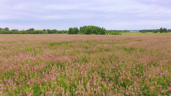 Sainfoin a Grazing Forage Crop Blowing in the Wind on a Saskatchewan Farm