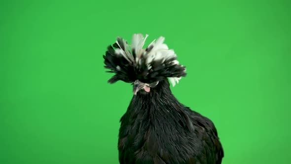 Black and White Crested Decorative Paduan Hen, Fluffy Funny Fancy Feather Head at White Background