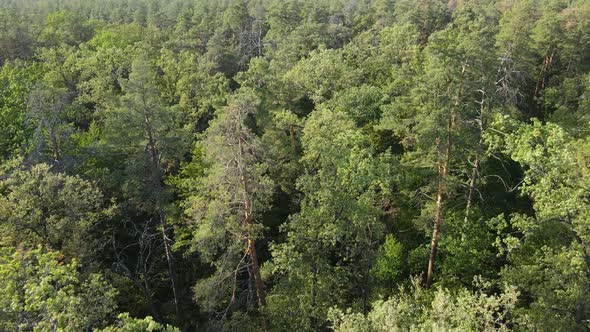 Aerial View of Trees in the Forest. Ukraine