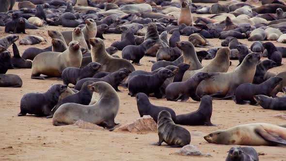 A huge seal colony in Namibia