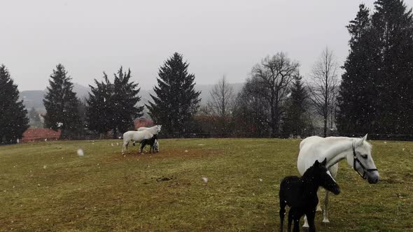 White mother horses and their black baby pony